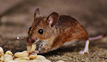 24 Hour & Emergency Exterminators in New Milford, IL